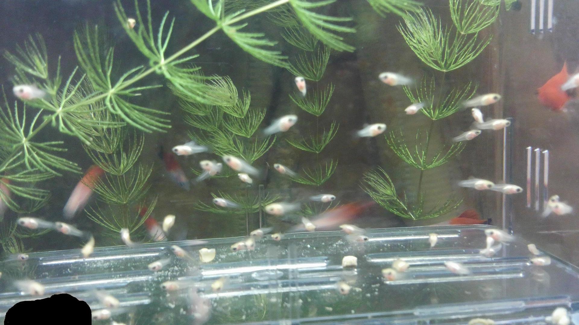 プラティ稚魚５８匹を本水槽へ プラティとミナミヌマエビのいる生活